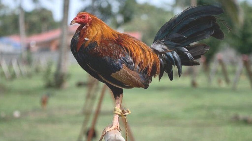 Rooster Made Millionaire