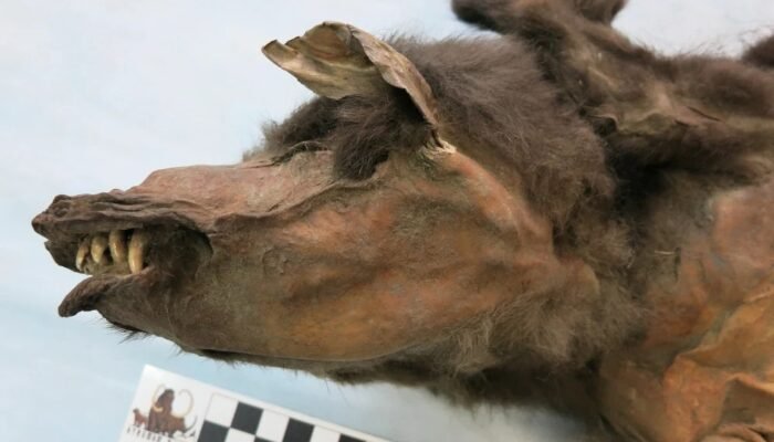 Frozen Wolf Discovery