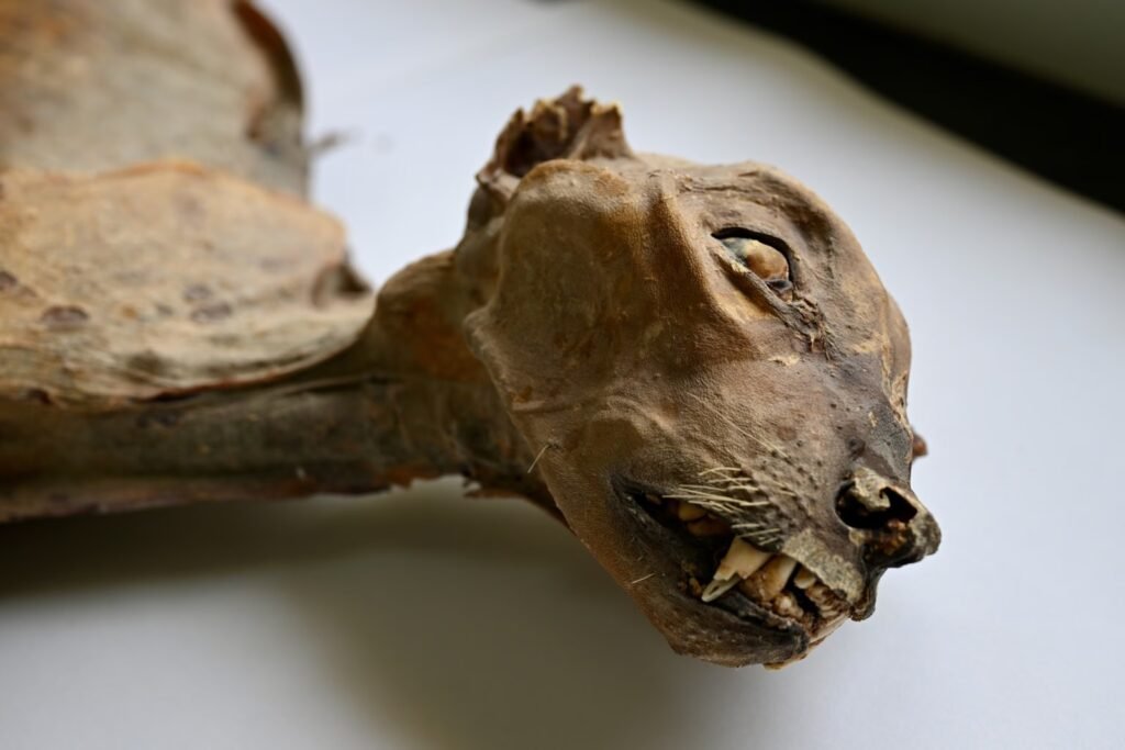 Saudi Mummified Cheetahs in saudi arabia