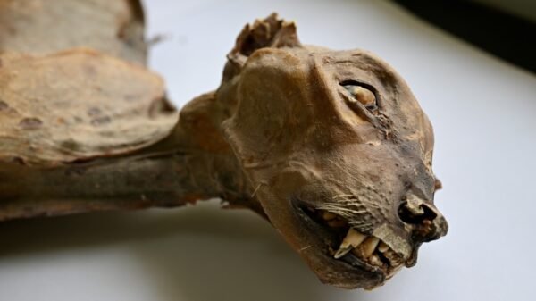Saudi Mummified Cheetahs in saudi arabia