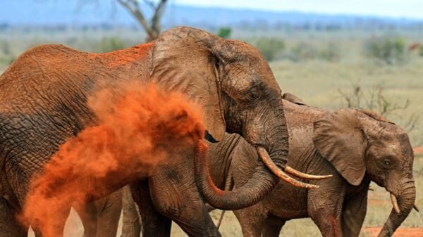 Elephant Explosive Incident