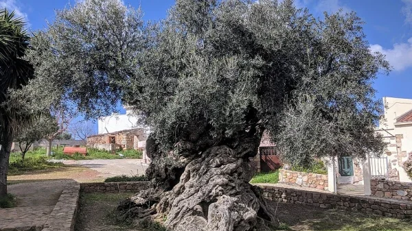 ancient fruit-bearing tree