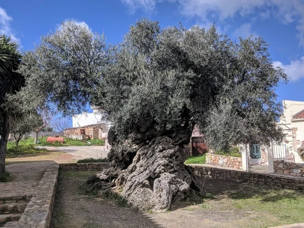 ancient fruit-bearing tree