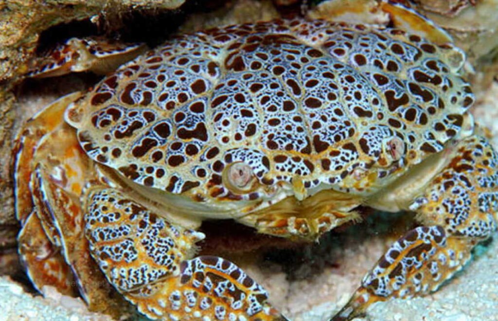 Famous Food Vlogger Dies After Eating Poisonous Crab