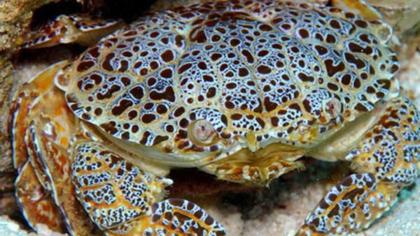 Famous Food Vlogger Dies After Eating Poisonous Crab