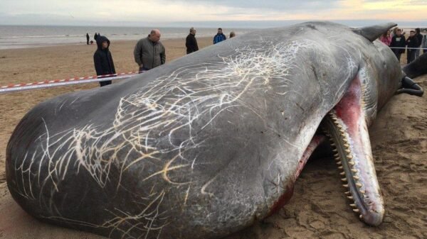 Dead whale found near Gaza coast