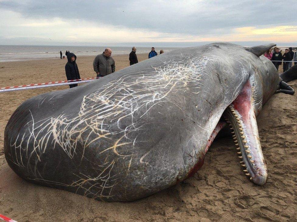 Dead whale found near Gaza coast