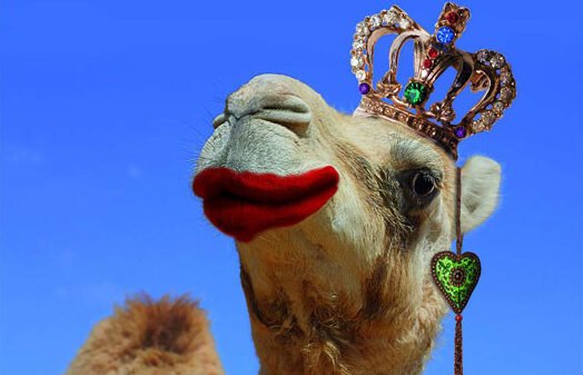Camel Disqualified from Beauty Contest