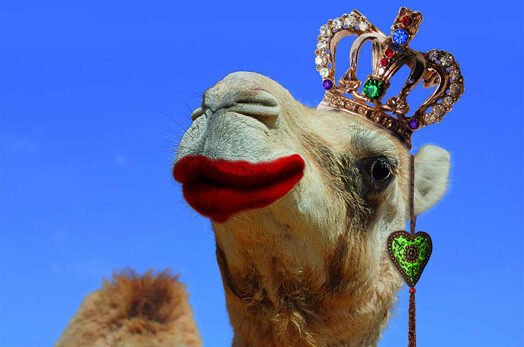 Camel Disqualified from Beauty Contest