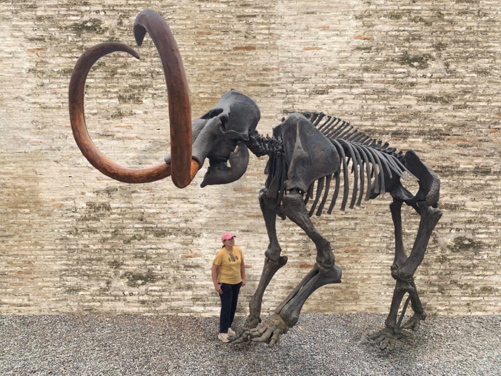 Ancient War Animal Use