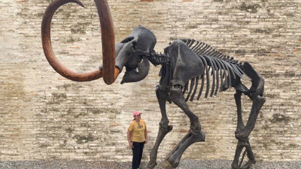 Ancient War Animal Use