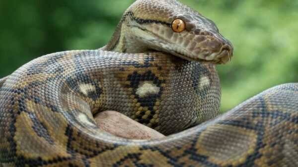 World’s Scariest Giant Dragon Discovered