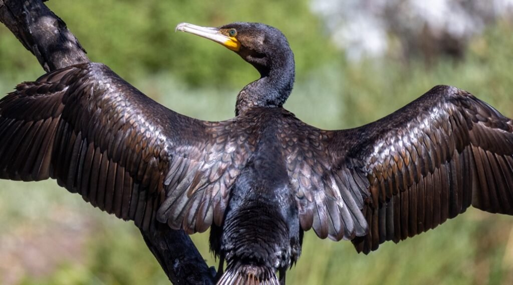 Injured Bird Emergency Ward
