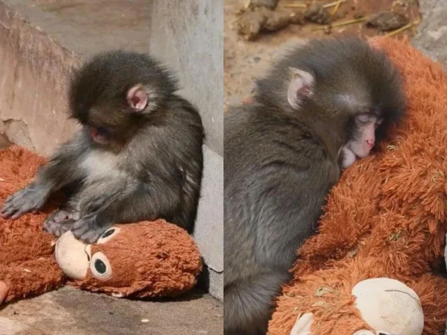 Punch Japanese Macaque