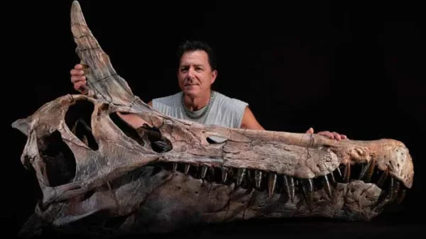 Giant dinosaur fossil discovered