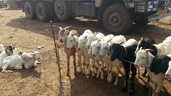 Kohat Kurram Livestock Fire Deaths