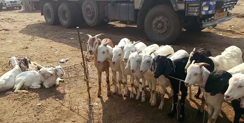 Kohat Kurram Livestock Fire Deaths