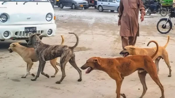 Stray dogs stop bank robbery