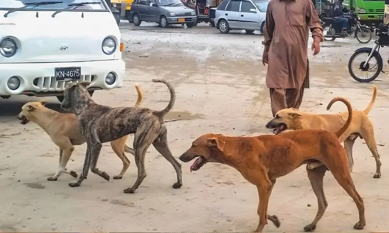 Stray dogs stop bank robbery