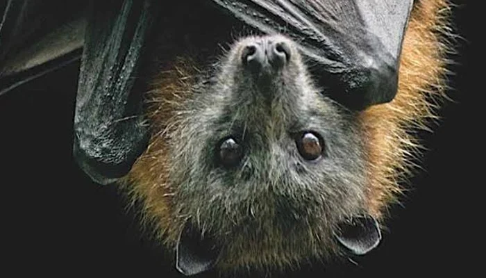 Genetically Modified Mosquito Virus Control