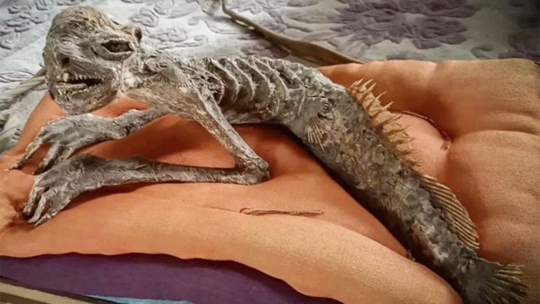 Japan Half Fish Half Human Remains