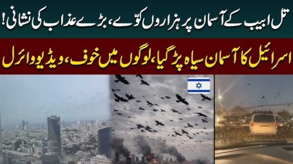 Tel Aviv Crow Swarm Explained