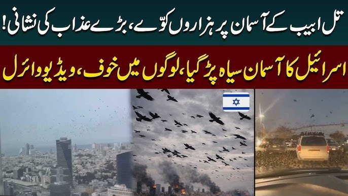 Tel Aviv Crow Swarm Explained