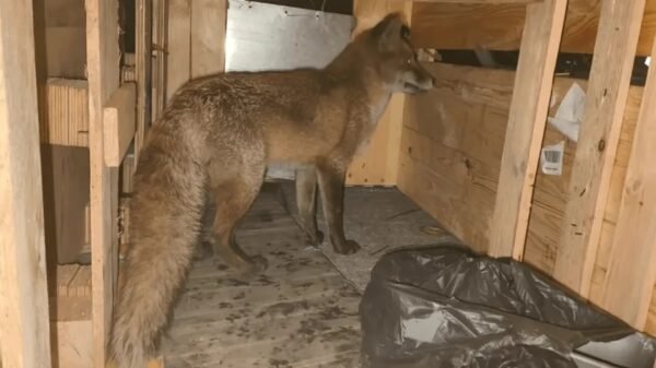 Fox Travels Ship UK USA