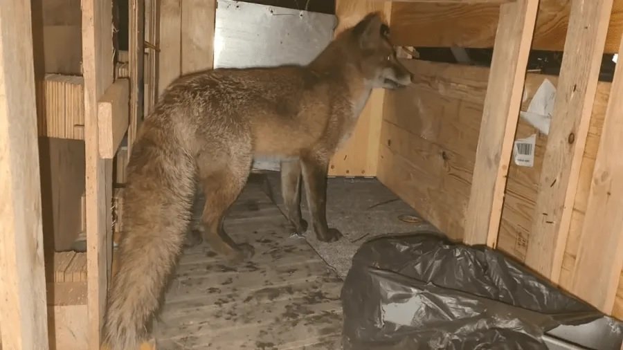 Fox Travels Ship UK USA