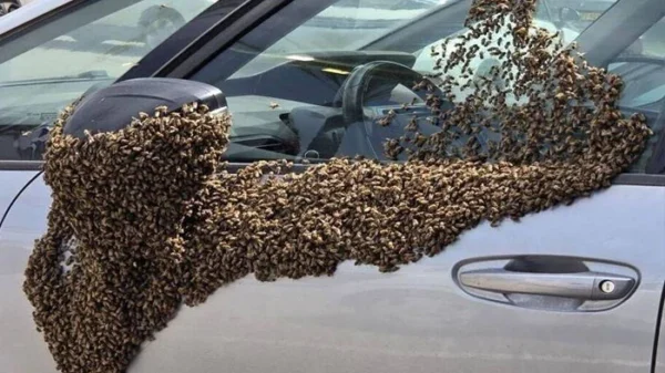 اسرائیل کے مختلف شہروں پر لاکھوں شہد کی مکھیوں کا حملہ، ہوائی جہاز ناکارہ