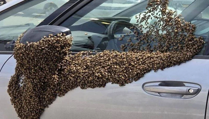 اسرائیل کے مختلف شہروں پر لاکھوں شہد کی مکھیوں کا حملہ، ہوائی جہاز ناکارہ