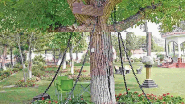 لنڈی کوتل میں انگریز دور سے زنجیروں میں جکڑا درخت رہائی کا منتظر