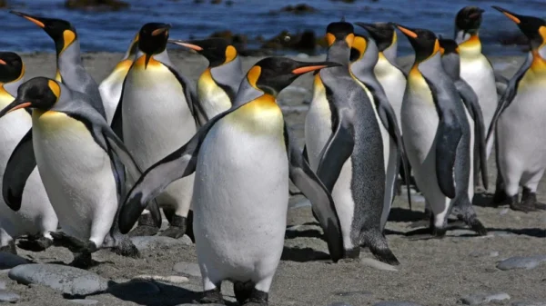 penguins survival threat climate change