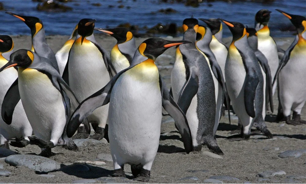 penguins survival threat climate change
