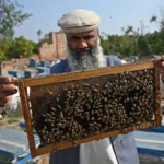 پاکستان 15ملین ڈالر مالیت کا شہد برآمد کرنے والا ملک بن گیا