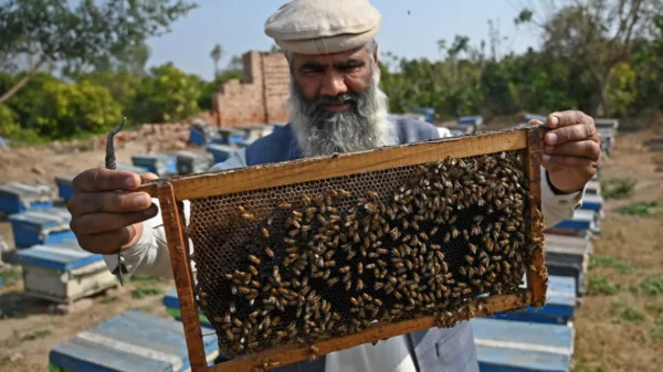 پاکستان 15ملین ڈالر مالیت کا شہد برآمد کرنے والا ملک بن گیا