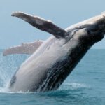 California whale attacks windsurfer video