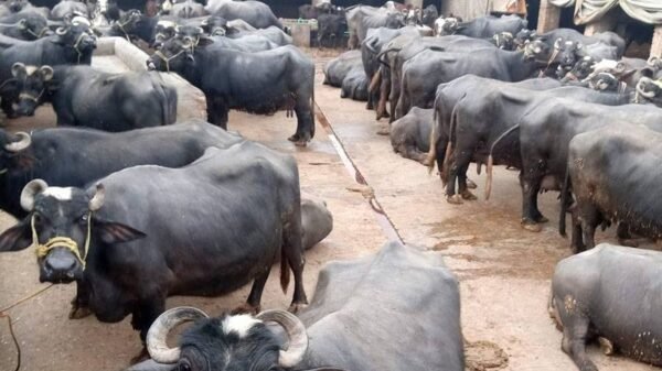 buffalo dung tax Pakistan revenue