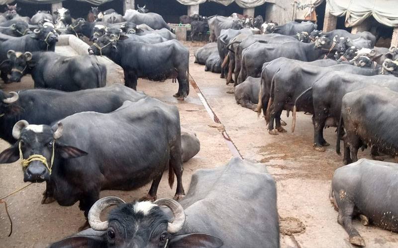 buffalo dung tax Pakistan revenue