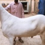 راجن پور میں راجن پوری بکرا 50 لاکھ روپے میں فروخت