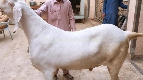 راجن پور میں راجن پوری بکرا 50 لاکھ روپے میں فروخت
