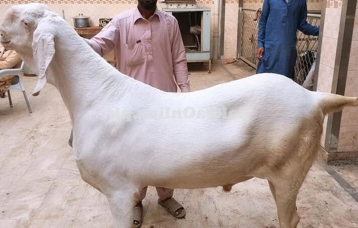 راجن پور میں راجن پوری بکرا 50 لاکھ روپے میں فروخت
