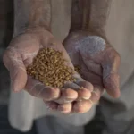 گندم بحران، محکمہ خوراک خیبرپختونخوامیں تقرریوں اور تبادلوں پر پابندی عائد
