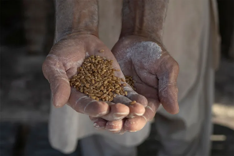 گندم بحران، محکمہ خوراک خیبرپختونخوامیں تقرریوں اور تبادلوں پر پابندی عائد
