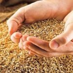 وفاق کی خیبرپختونخوا پر گندم ترسیل کی پابندی ختم کرنے کی ہدایت