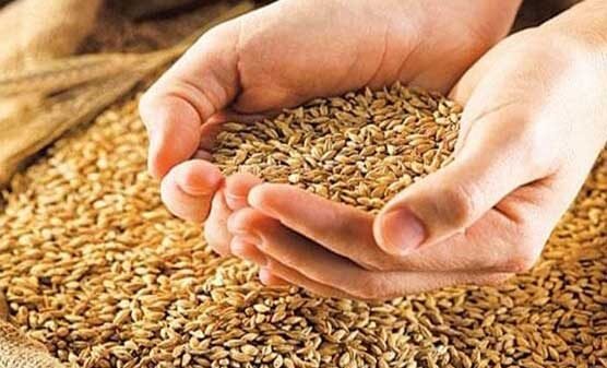 وفاق کی خیبرپختونخوا پر گندم ترسیل کی پابندی ختم کرنے کی ہدایت