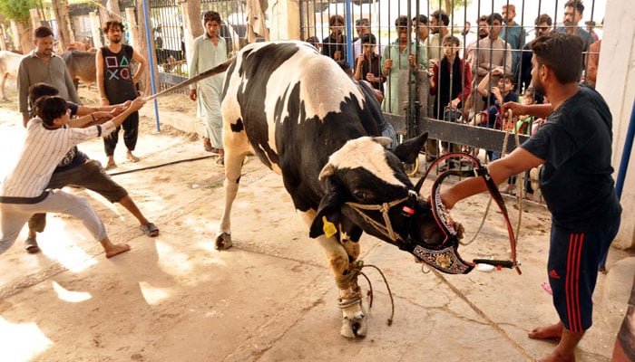 عید الاضحیٰ پر ملک بھر میں 74 لاکھ 70 ہزار جانور قربان کئے گئے