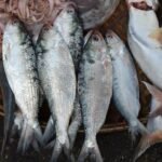 یورپ اور چین کی منڈیوں تک رسائی، پاکستانی مچھلی برآمدات میں نئی جان پڑ گئی