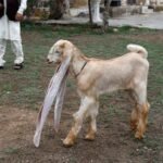 پاکستان میں مویشیوں کی تعداد