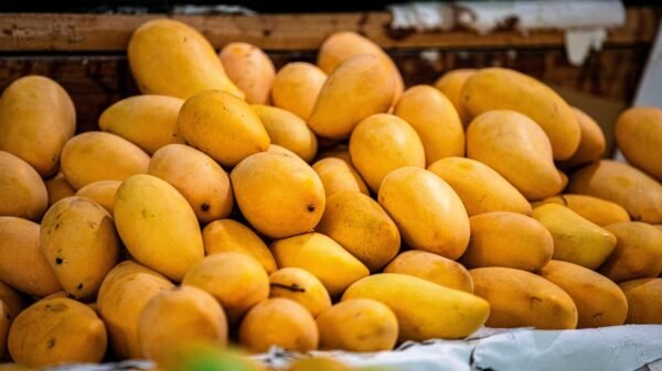 پاکستانی آم کی برآمدات 2026، ایران سب سے بڑا خریدار